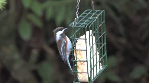 Chestnut-backed Chickadee Stock Footage 36626688