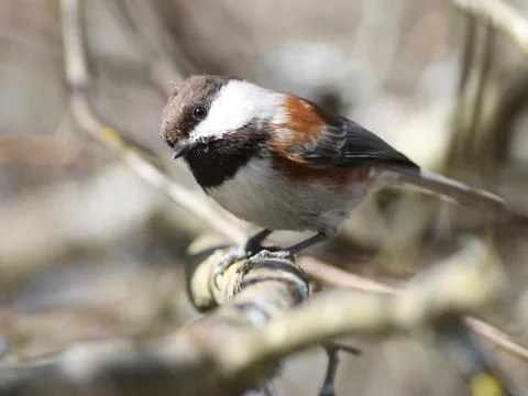 Chestnut-backed Chickadee Stock Photos