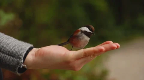 Chestnut-Backed Chickadee on a woman's hand in Slow Motion Stock Footage 37449342