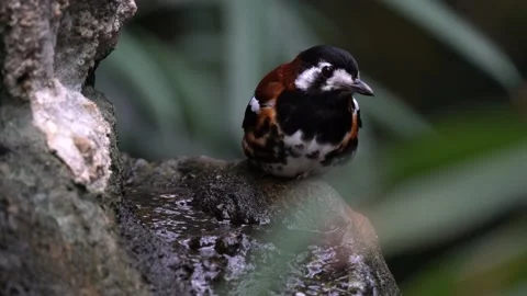 Chestnut-backed thrush, Geokichla dohertyi, ground bird species endemic to Lombo Video stock 238523747