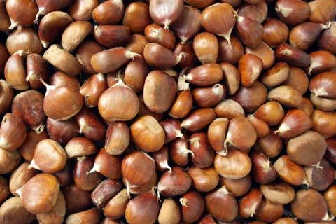 Chestnut background Stock Photos