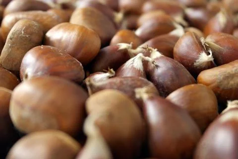 Chestnut background Stock Photos