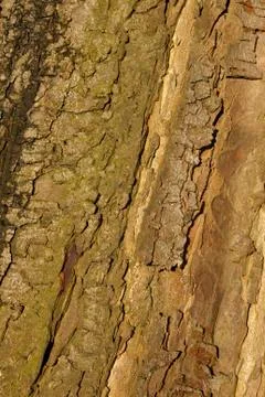 Chestnut bark Stock Photos