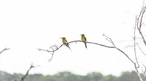 Chestnut bee eater 스톡 사진