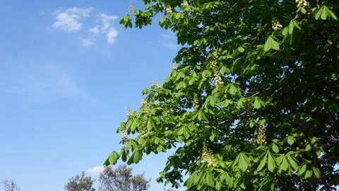 Chestnut at the beginning of flowering in spring Stock Photos