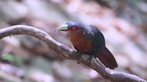 Chestnut-bellied Malkoha,bird bathing, Stock Footage 255571507