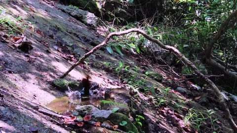 Chestnut-bellied Malkoha,Bird bathing, Stock Footage 255828623