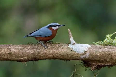 Chestnut bellied nuthatch Stock Photos