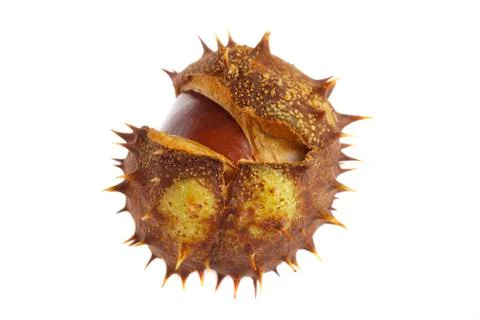 Chestnut berries Stock Photos