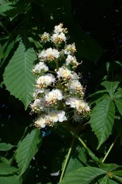 Chestnut blooming Foto stock