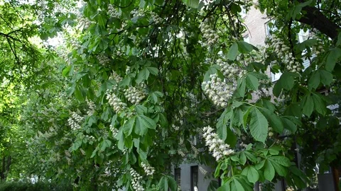 Chestnut blosom branches moving in the wind - spring in the city. Stock Footage 114968443