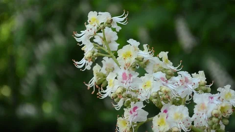 Chestnut blossom close up rack focus - spring in the city. Stock Footage 114968476