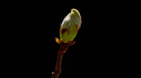 Chestnut Blossom in Closeup Timelapse 库存影片 52456901