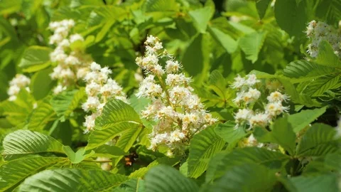 Chestnut blossom Stock Footage 110922913