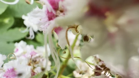 Chestnut blossom surrounded by large green leaves macro Vídeos de archivo 334760133