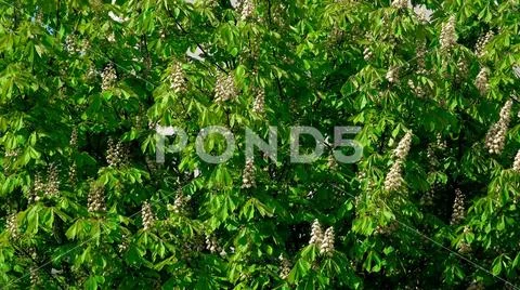 Chestnut blossom telephoto lens shot Stock Photos