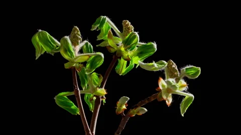 Chestnut Blossom in Timelapse 库存影片 52457988
