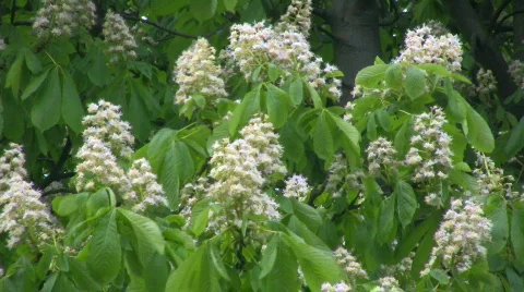 Chestnut blossom in the wind Stock Footage