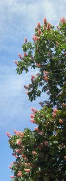 Chestnut blossoming Foto stock