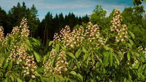 Chestnut blossoms blooming brightly in front of dark pine forest. White flower Stock Footage 315464685