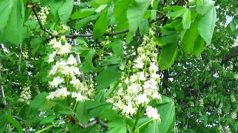 Chestnut blossoms. Branch with a large flower Stock Footage 108074009