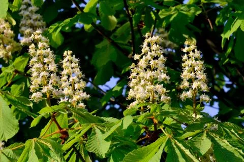 Chestnut blossoms Stock Photos
