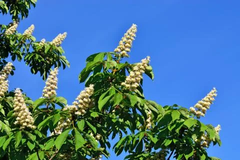 Chestnut blossoms Stock Photos