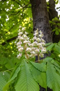 Chestnut Blossoms Stock Photos