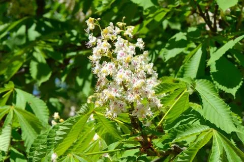 Chestnut blossoms in spring Stock Photos
