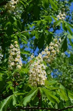 Chestnut blossoms in spring Foto stock