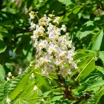 Chestnut blossoms in spring Stock Photos