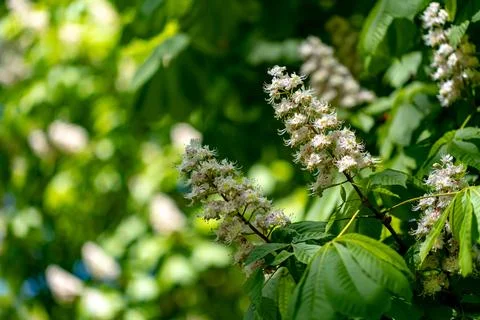 Chestnut Blossoms in Spring Splendor Foto stock