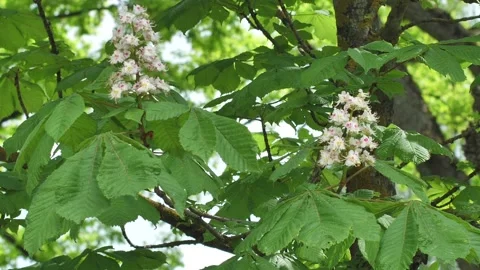 A chestnut blossoms in spring, the wind sways the branches. Stock Footage 199491105