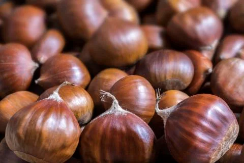 Chestnut Blurred Background Stock Photos
