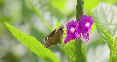 Chestnut Bob butterfly drinks nectar, recoils proboscis, and flies to the next Stock Footage 329209259