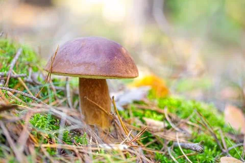 Chestnut bolet found in the forest Stock Photos