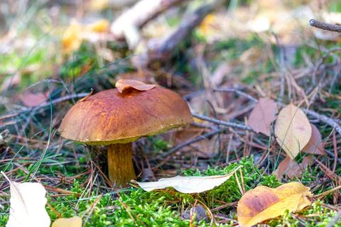 Chestnut bolet found in the forest Stock Photos
