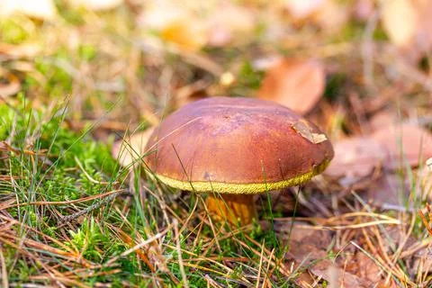 Chestnut bolet found in the forest Stock Photos