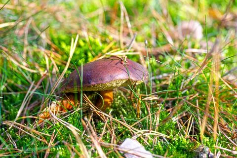 Chestnut bolet found in the forest Stock Photos