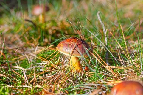 Chestnut bolet found in the forest Stock Photos