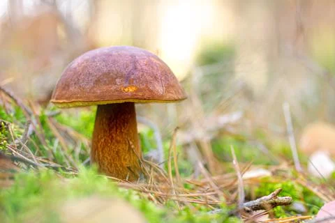 Chestnut bolet found in the forest, surrounded by moss and grass Stock Photos