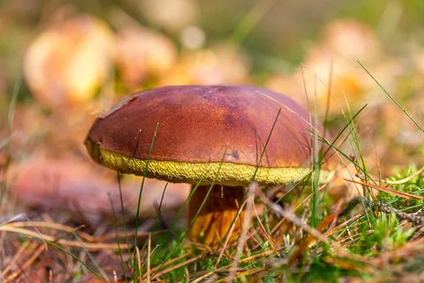 Chestnut bolet found in the forest, surrounded by moss and grass Stock Photos
