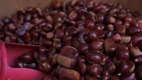 Chestnut in a box on the market Stock Footage 220485117
