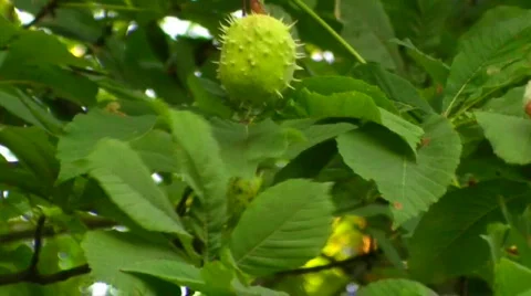 Chestnut on branch Stock Footage 502032