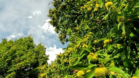 Chestnut branch in the forest Stock Footage 313691052