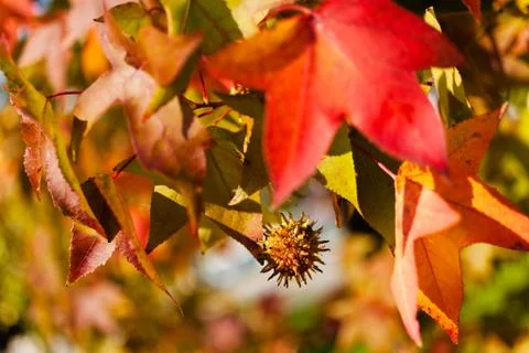 Chestnut branch with fruit Stock Photos
