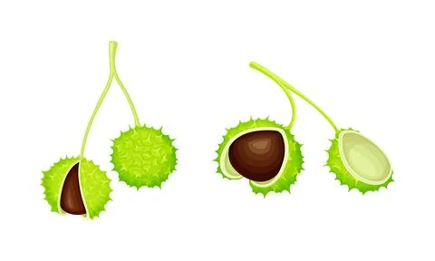 Chestnut branch with green prickly shell nuts set. Organic medical plant vector Illustrazione stock