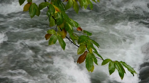 Chestnut branch with leaves Stock Footage 35906647