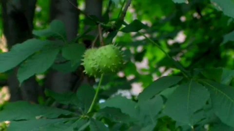 Chestnut on branch moving on wind Stock Footage 502020