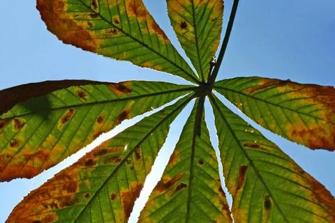 Chestnut branch Stock Photos